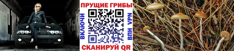 Псилоцибиновые грибы мицелий  Бирюсинск 